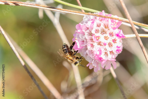 Abeja Melífera silvestre polinizando un drimia marítima photo