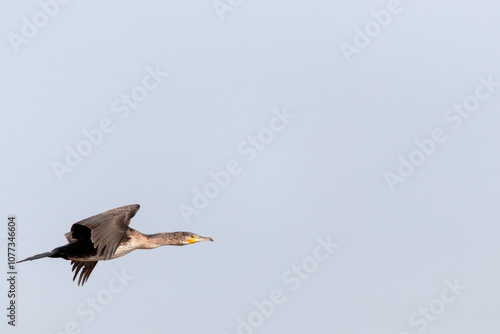 Cormorán grande (Phalacrocorax carbo) en pleno vuelo