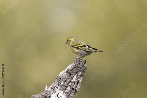 Jilguero lúgano (Spinus spinus) posado en un troco seco