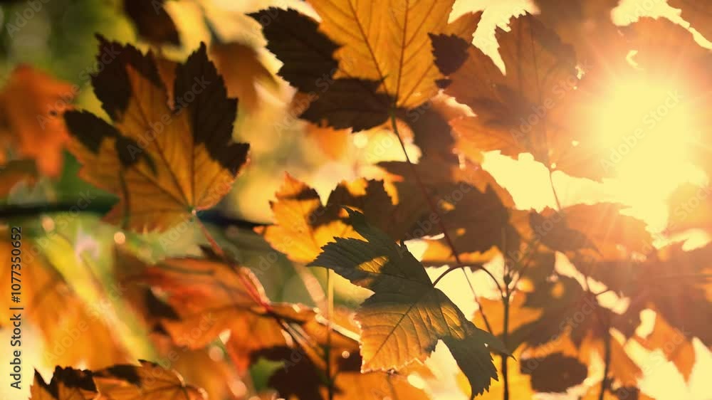 sun through the leaves for design purpose sun through the leaves for design purpose