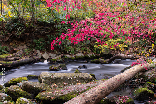 Autumn Stream