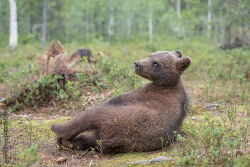 Brown bear cub rests in a lush forest clearing