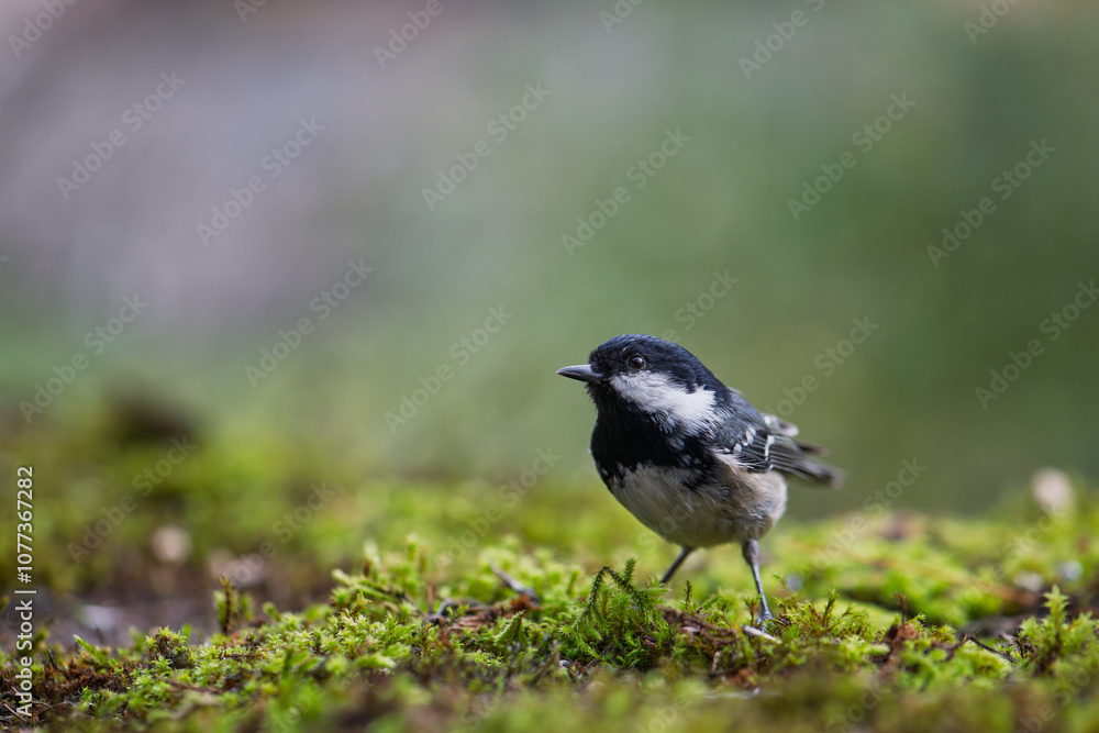 Coal tit resting on the mossy ground. Close-up view. Blur background with shallow depth of field. Coal tit resting on the mossy ground. Close-up view. Blur background with shallow depth of field.