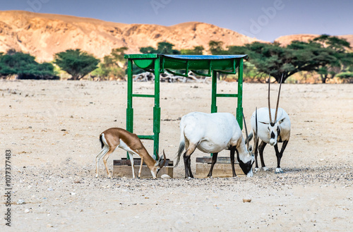 Antelopes Arabian white oryx (Oryx dammah) and Dorcas gazelle (Gazella dorcas...