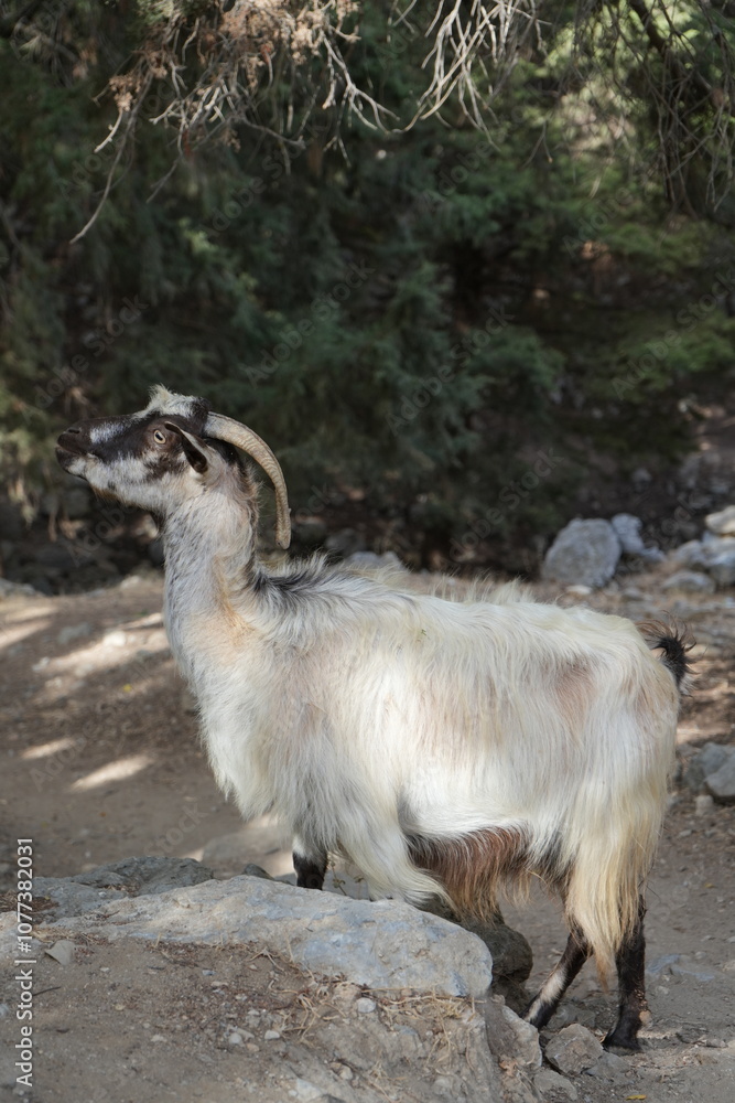 Obraz premium goat