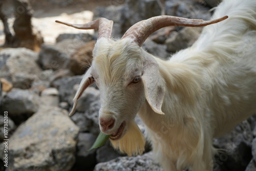 portrait of a goat