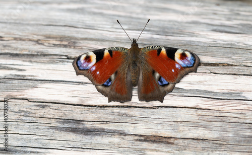 A peacock butterfly, a colorful butterfly, sits on a piece of wood with its wings open and basks in the sun.