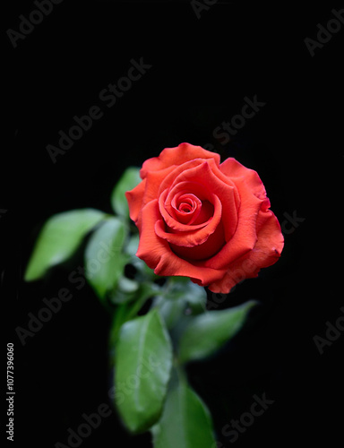 red rose on black background