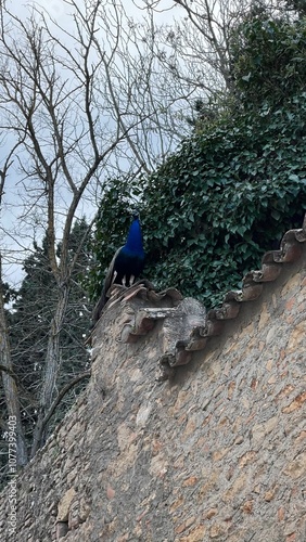 Wallpaper Mural Pics of my travels Torontodigital.ca