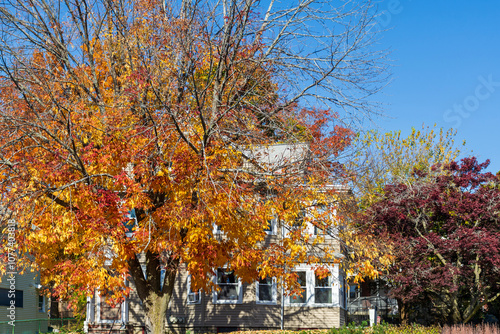 Colorful fall scene with a large tree and a family house in background in Watertown, Massachusetts, USA
 photo