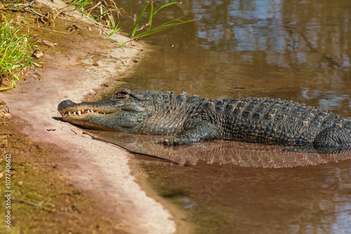 photography of beautiful crocodiles in the middle of nature with their coldness