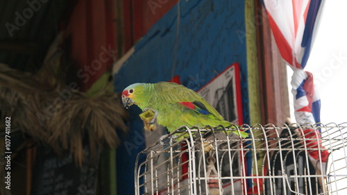 Red Lored Amazons photo