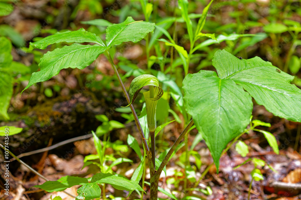 Jack in the Pulpit (Arisaema triphyllum). Native hardy northern plant. It is a large, cylindrical, hooded flower, green in color with brown stripes. Jack in the Pulpit (Arisaema triphyllum). Native hardy northern plant. It is a large, cylindrical, hooded flower, green in color with brown stripes.