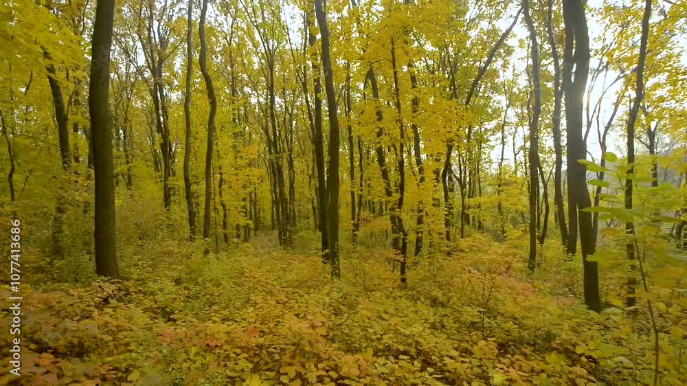 Beautiful video in the autumn forest with flowers and leaves.Golden colors in woodlands,statical videoshot,landscpe video.Golden maple trees in forest,yellow leaves on trees Beautiful video in the autumn forest with flowers and leaves.Golden colors in woodlands,statical videoshot,landscpe video.Golden maple trees in forest,yellow leaves on trees