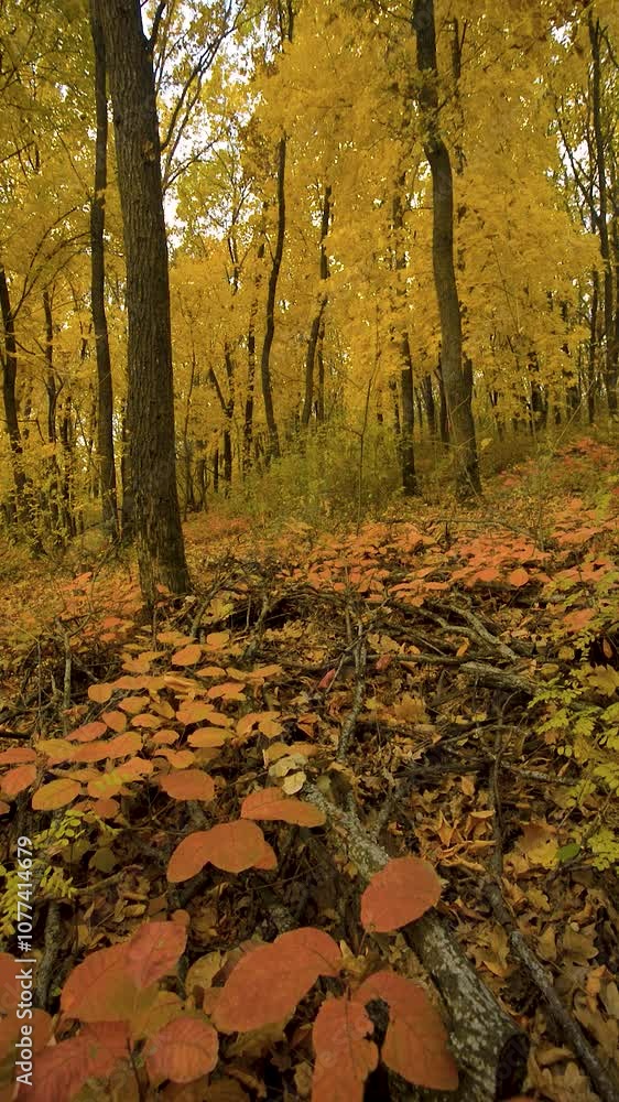 Beautiful video in the autumn forest with flowers and leaves.Golden colors in woodlands,statical videoshot,landscpe video.Golden maple trees in forest,yellow leaves on trees Beautiful video in the autumn forest with flowers and leaves.Golden colors in woodlands,statical videoshot,landscpe video.Golden maple trees in forest,yellow leaves on trees