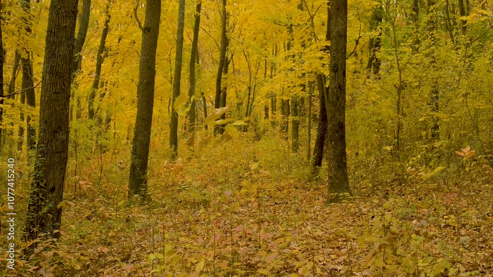 Beautiful video in the autumn forest with flowers and leaves.Golden colors in woodlands,statical videoshot,landscpe video.Golden maple trees in forest,yellow leaves on trees Beautiful video in the autumn forest with flowers and leaves.Golden colors in woodlands,statical videoshot,landscpe video.Golden maple trees in forest,yellow leaves on trees