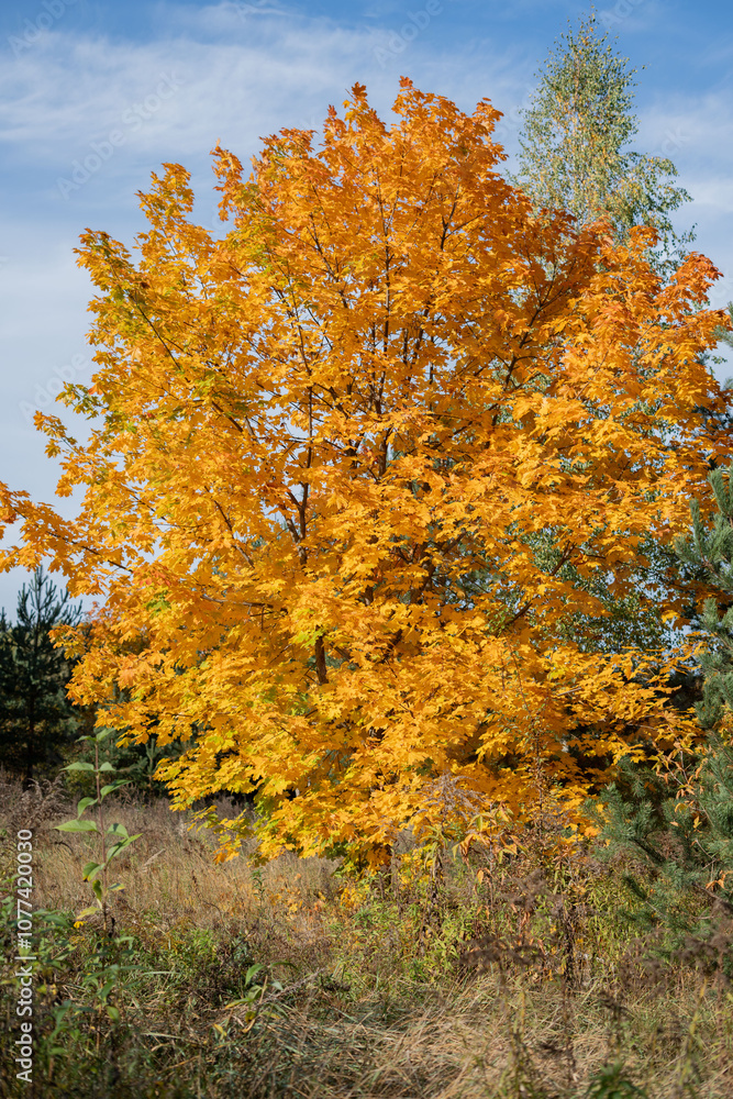 photo Breathtaking display of vibrant foliage showcasing bright autumn colors in a serene natural setting, highlighting the seasonal transition and beauty of nature's changing landscapes photo Breathtaking display of vibrant foliage showcasing bright autumn colors in a serene natural setting, highlighting the seasonal transition and beauty of nature's changing landscapes