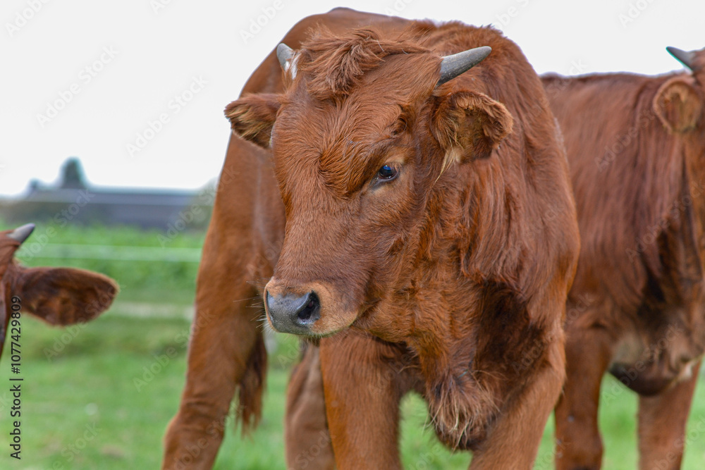 brown cows stand together on grassy field in Germany.