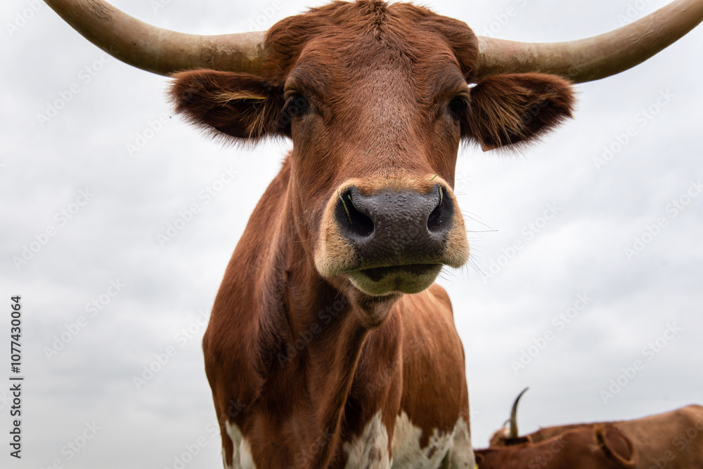 A Texas Longhorn stands in a green grassy field in Germany, gazing directly into the camera. A Texas Longhorn stands in a green grassy field in Germany, gazing directly into the camera.