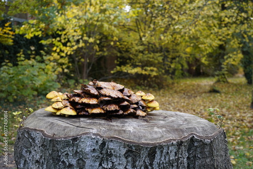 image of a tree fungus growing on a tree trunk photo