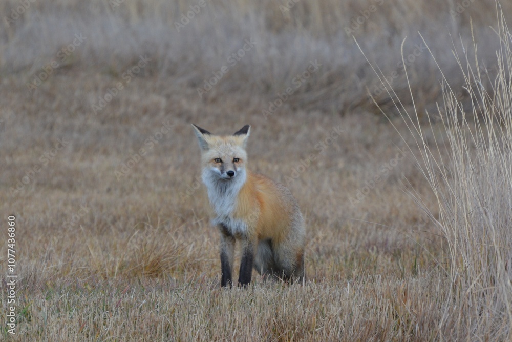 Red Fox Red Fox