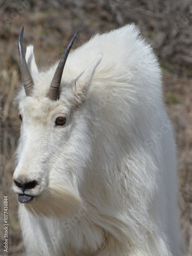 Mountain Goat photo