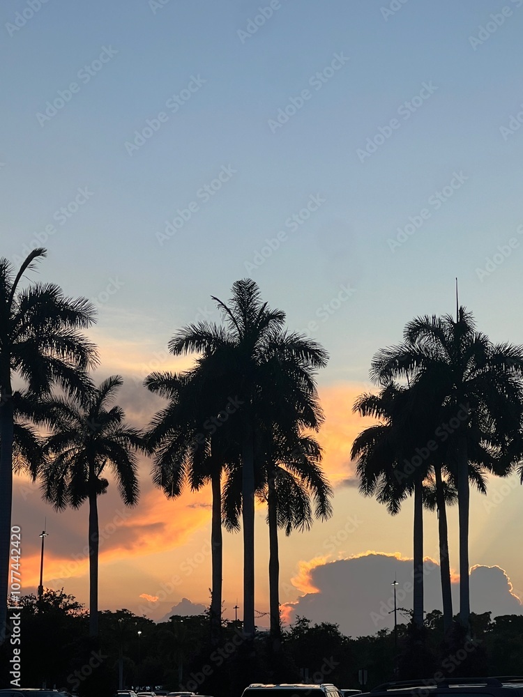 Obraz premium palm trees with the sun setting in the background