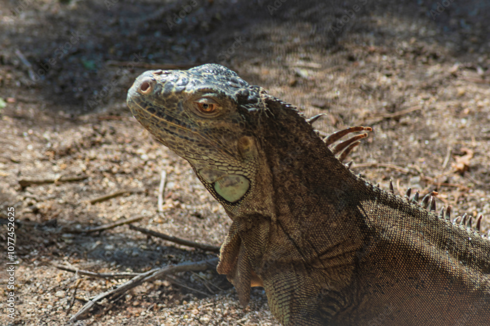 ography of beautiful iguanas in the middle of nature with a challenging look ography of beautiful iguanas in the middle of nature with a challenging look