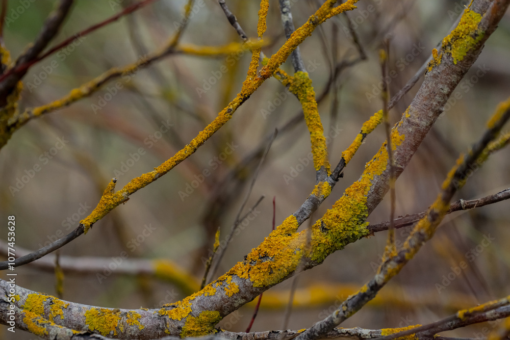 Yellow and green moss layer on wood branch in cold forest