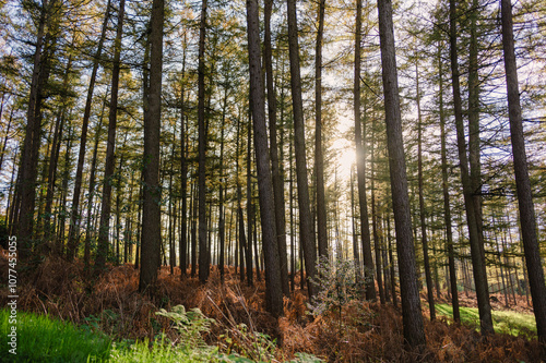 Wallpaper Mural Das Bild zeigt eine malerische Waldlandschaft, in der hohe, majestätische Bäume in verschiedenen Grüntönen emporragen.  Torontodigital.ca