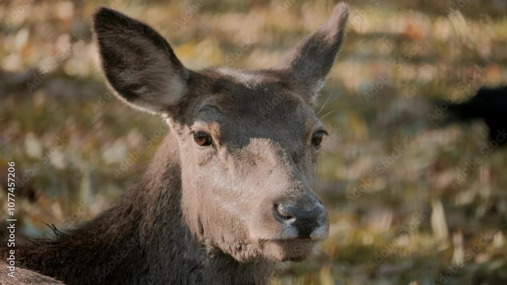 A calm deer peacefully resting in its natural environment, beautifully showcasing the wonders of wildlife A calm deer peacefully resting in its natural environment, beautifully showcasing the wonders of wildlife