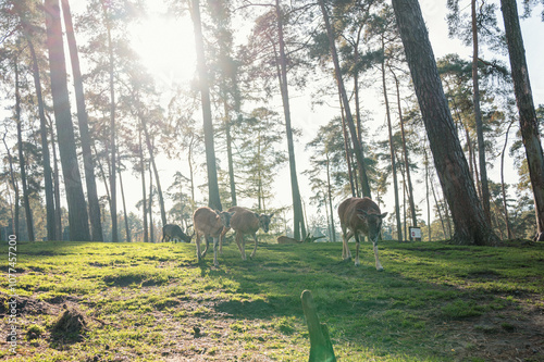 Das Bild zeigt eine idyllische Szene in einem Wild-Tierpark, in dem mehrere Rehe friedlich auf einer grünen Wiese grasen. 