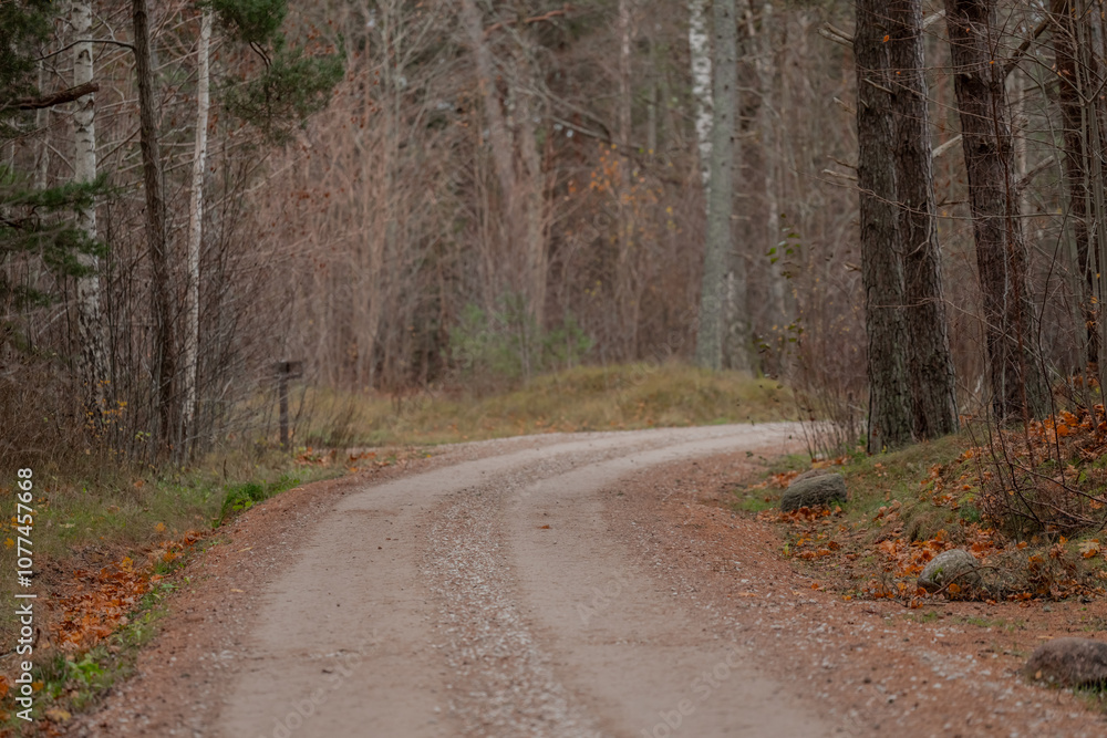 Empty forest gravel road in pine forest in Mazirbe, Latvia. October 2024. Empty road with no cars or people. Empty forest gravel road in pine forest in Mazirbe, Latvia. October 2024. Empty road with no cars or people.