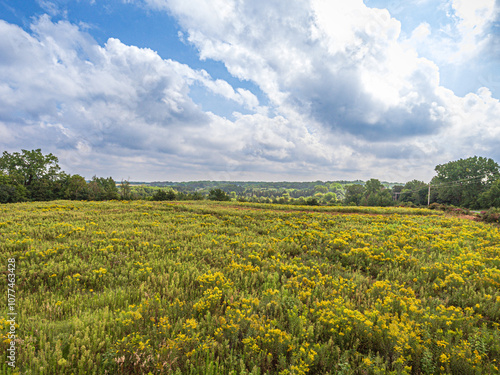 field of yellow flowers