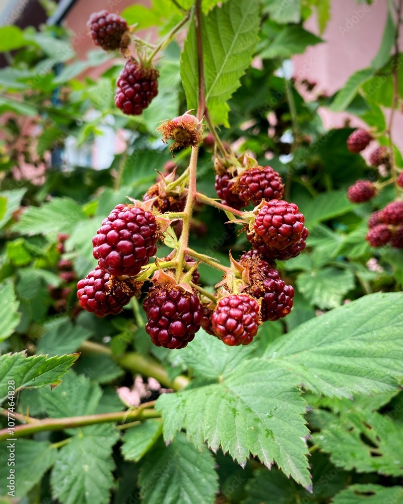 raspberry on the bush raspberry on the bush
