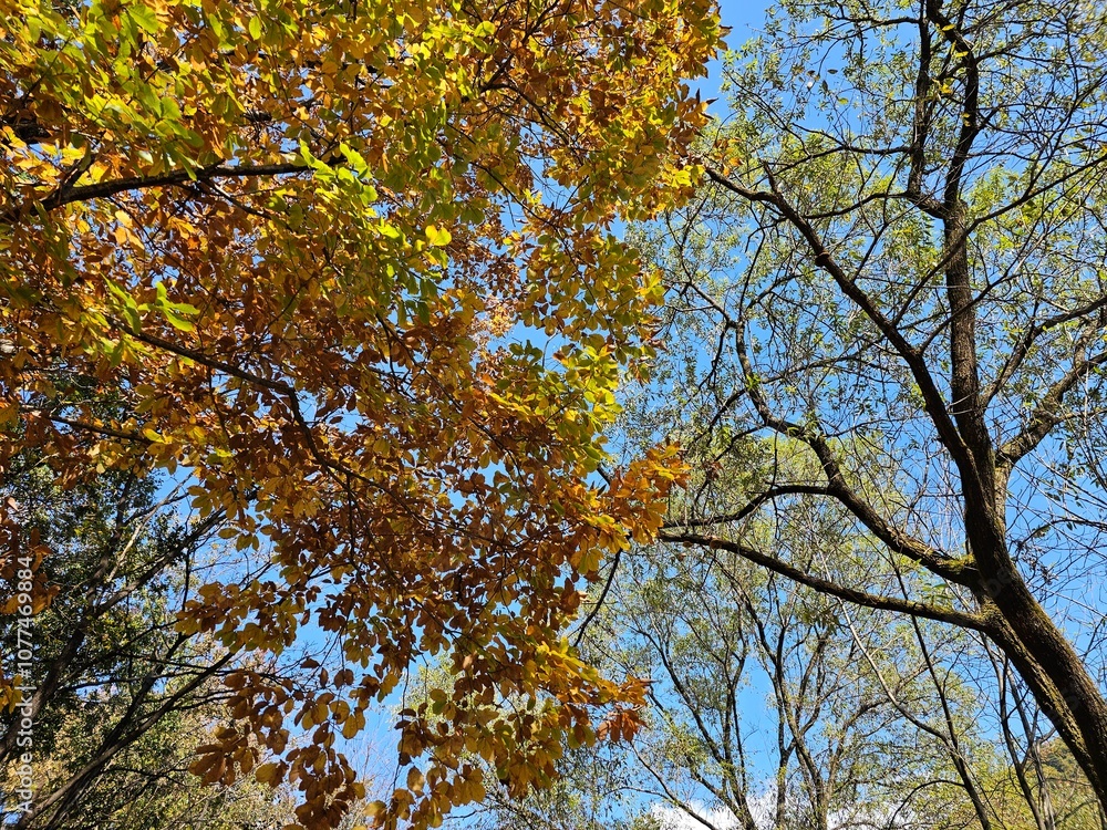 단풍, Autumn 단풍, Autumn