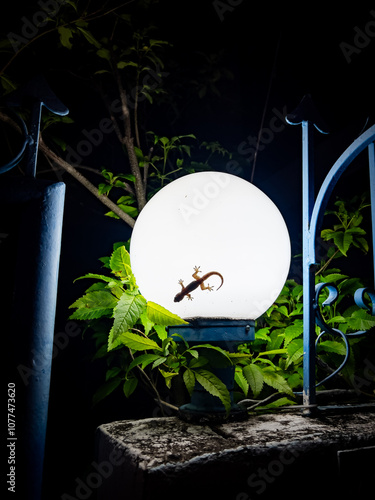 The silhouette of a gecko lying on a street lamp at night in Bangkok photo