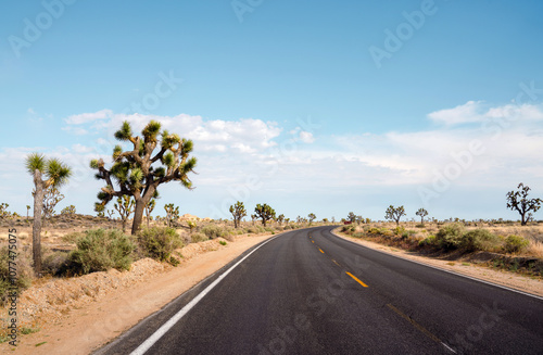 Empty Road in Joshua Tree  photo