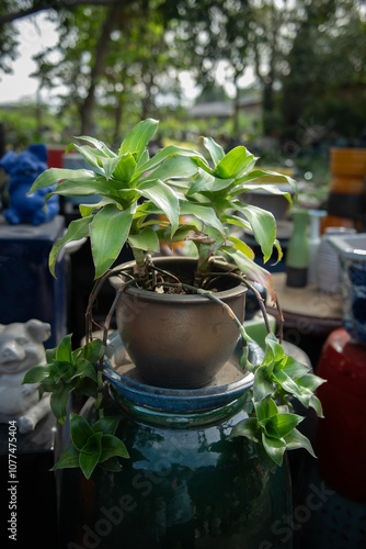 Thriving Tillandsia ionantha, a low-maintenance air plant, in a garden photo