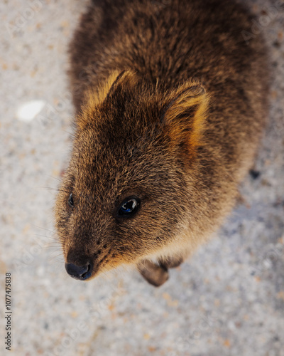 Rottnest Island Quokka photo