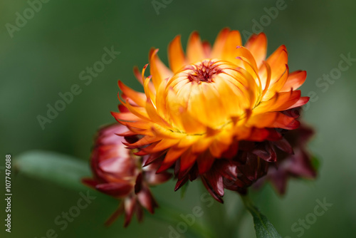 Orange Strawflower photo