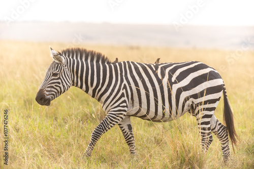 Steppenzebras in Kenia