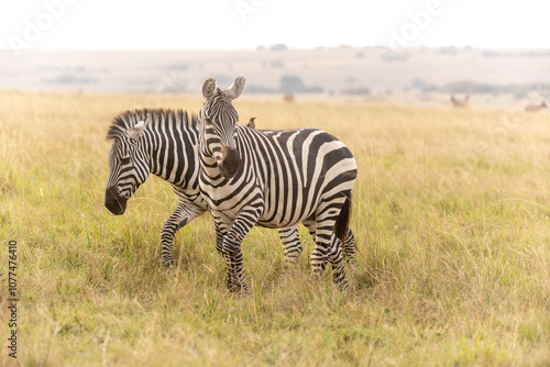 Steppenzebras in Kenia