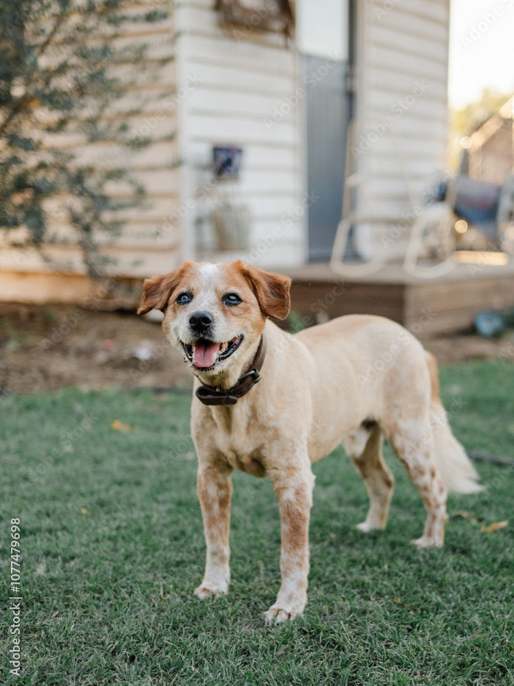 Elderly dog in a yard Elderly dog in a yard