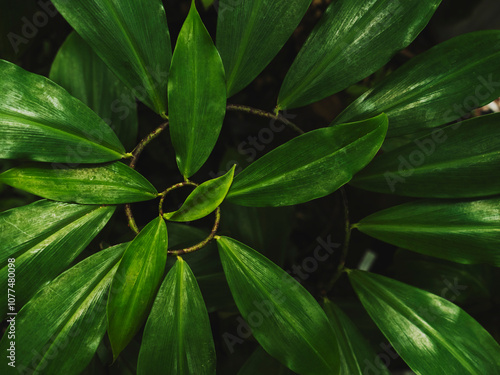 details of green leaves photo