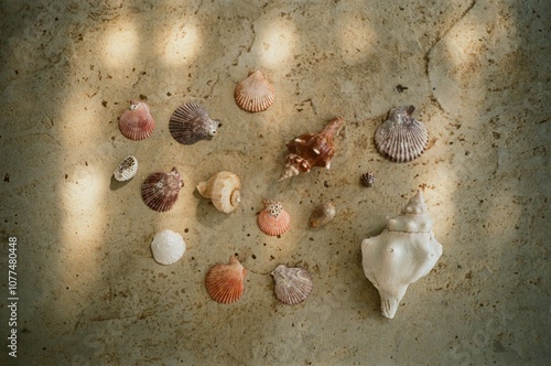 Indian Ocean shells and dappled light photo