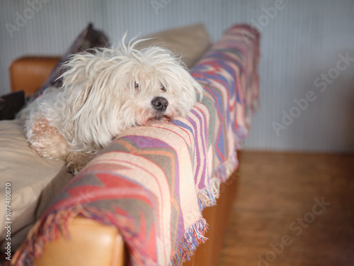 Fluffy dog resting its chin on a colourful couch in a cozy living room photo