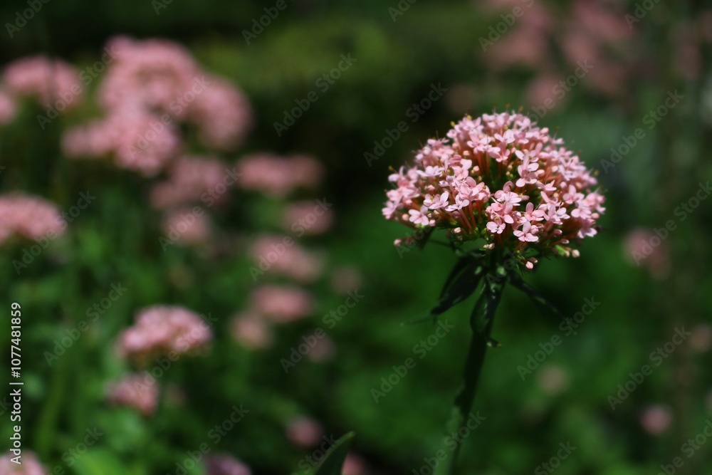 Pink Valerian Flower (Valeriana Officinalis) Pink Valerian Flower (Valeriana Officinalis)