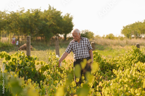 Elderly man tending to vineyard during golden hour photo