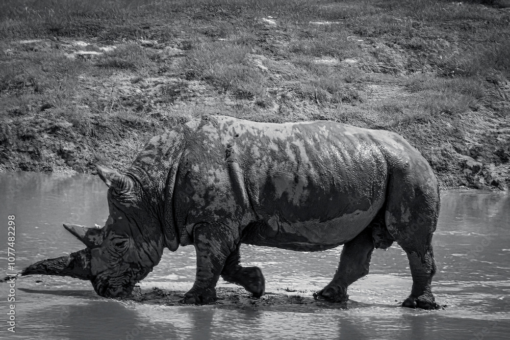 Fototapeta premium photography of rhinos in the middle of nature full of mud